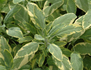 Salvia Icterina - The golden variegated Sage.
